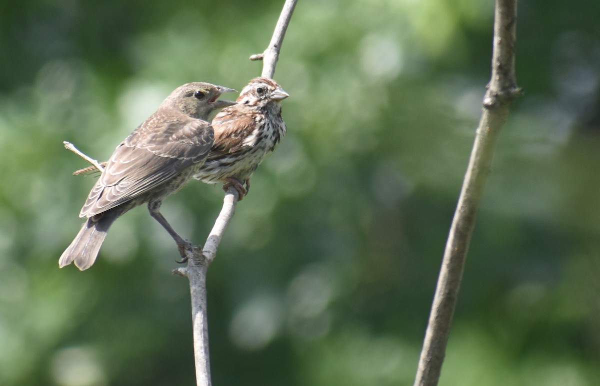 Brown-headed Cowbird - ML639112337