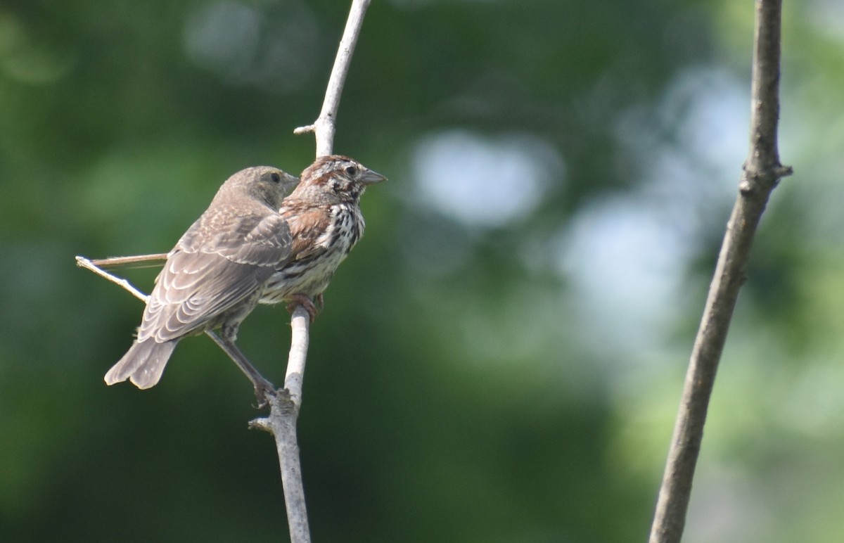 Song Sparrow (melodia/atlantica) - ML639112341