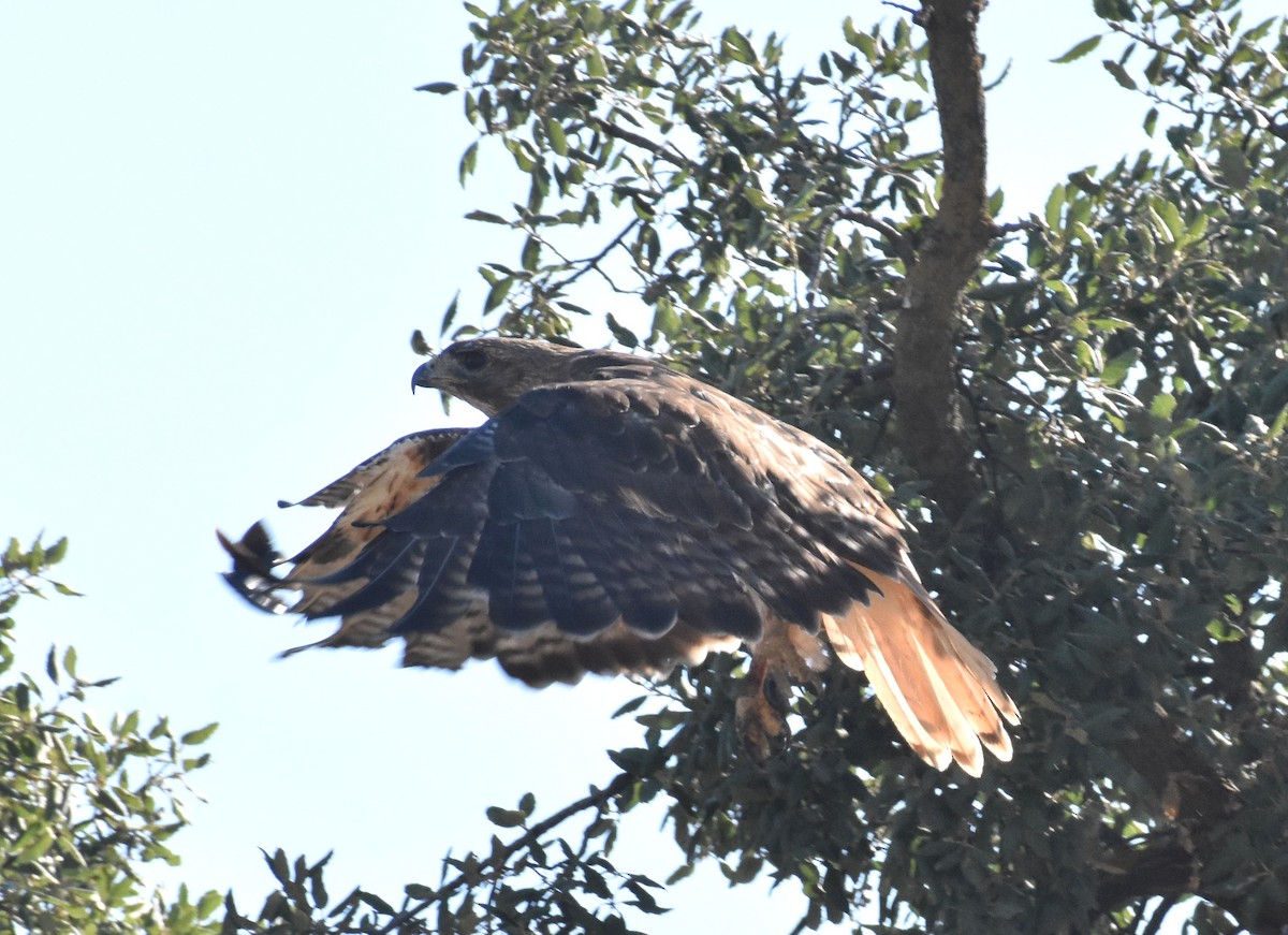 Red-tailed Hawk - ML639112345