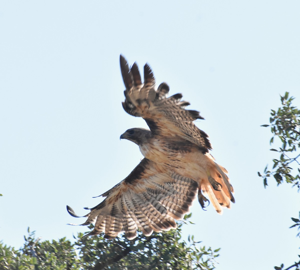 Red-tailed Hawk - ML639112346