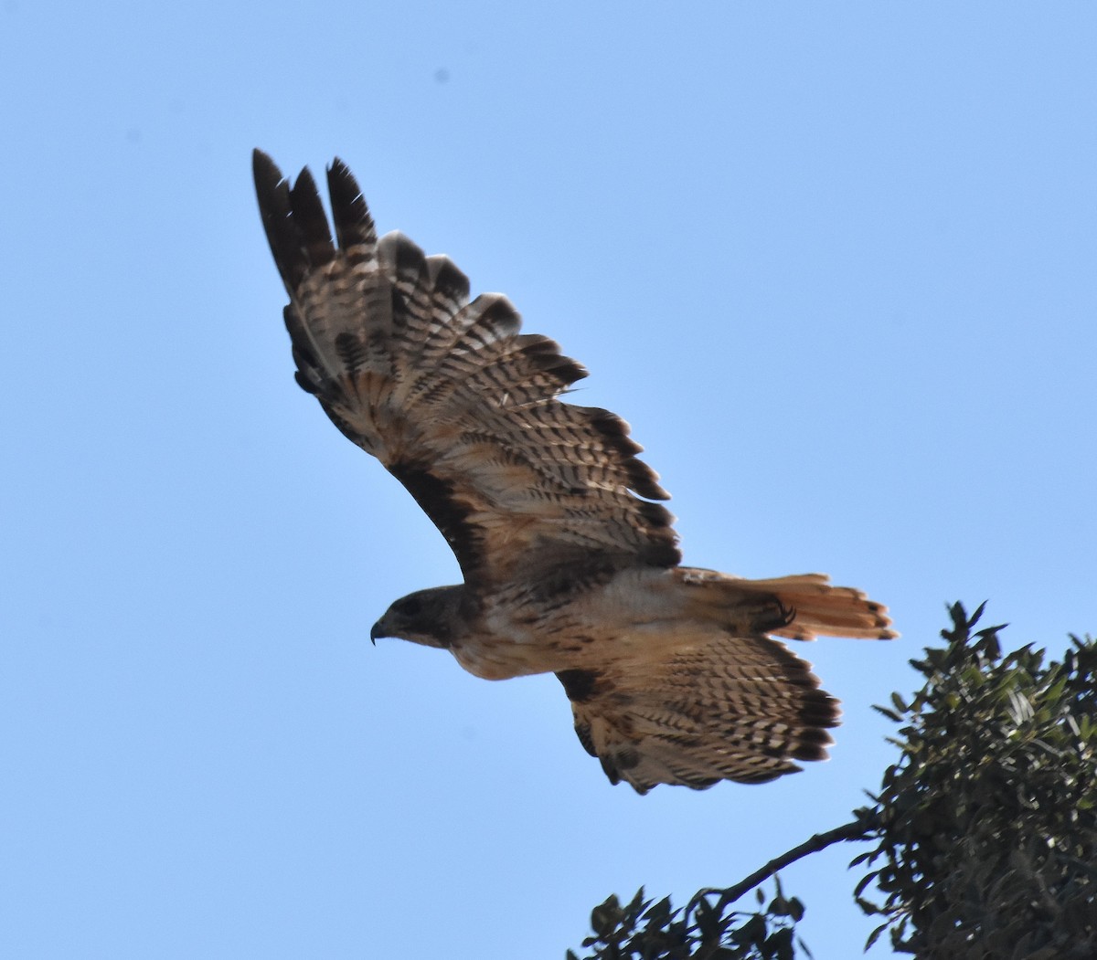 Red-tailed Hawk - ML639112347