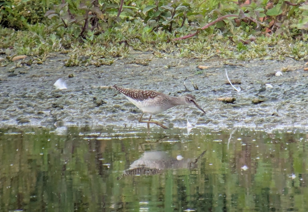 Wood Sandpiper - ML639112362