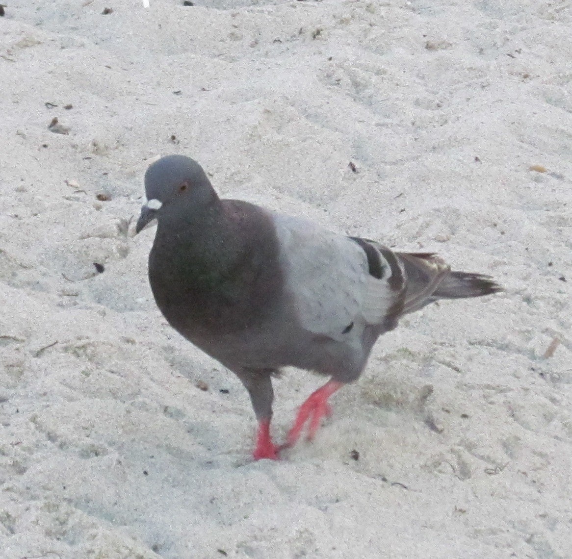 Rock Pigeon (Feral Pigeon) - ML63911241