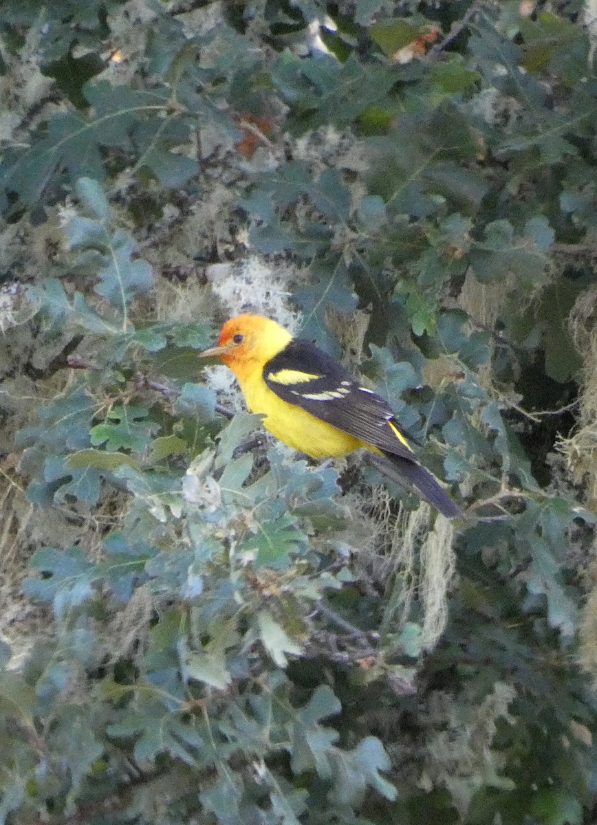 Western Tanager - ML639112506