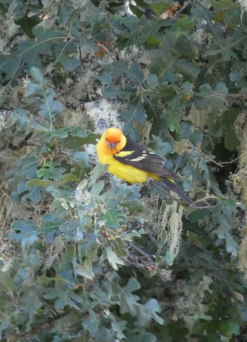 Western Tanager - ML639112507