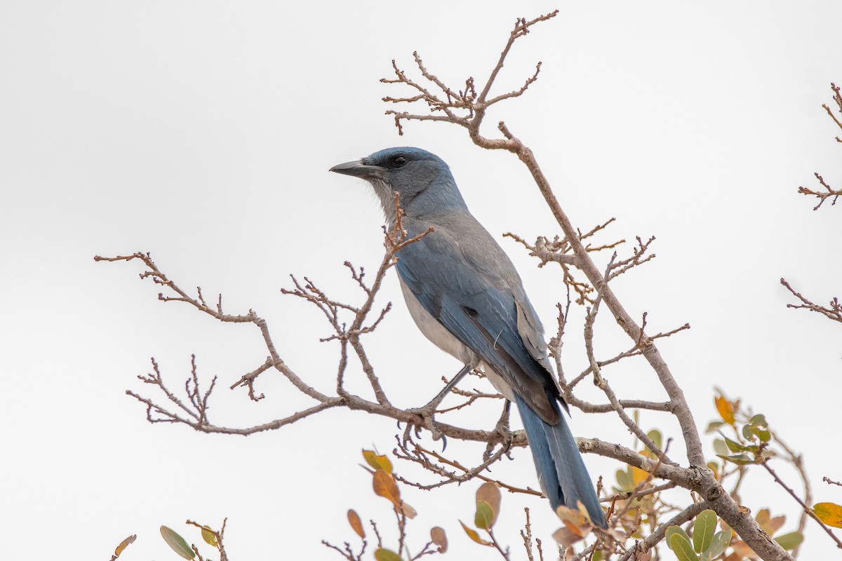 Mexican Jay (Arizona) - ML639112509
