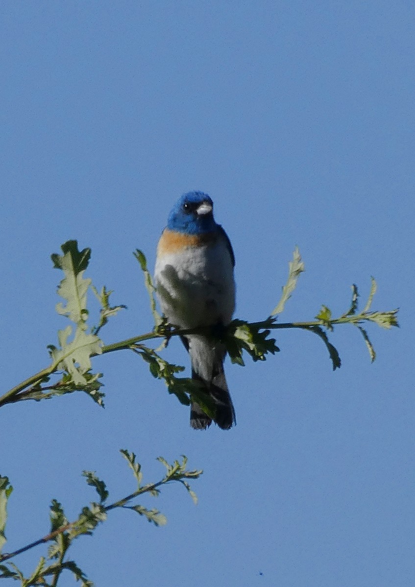 Passerin azuré - ML639112535