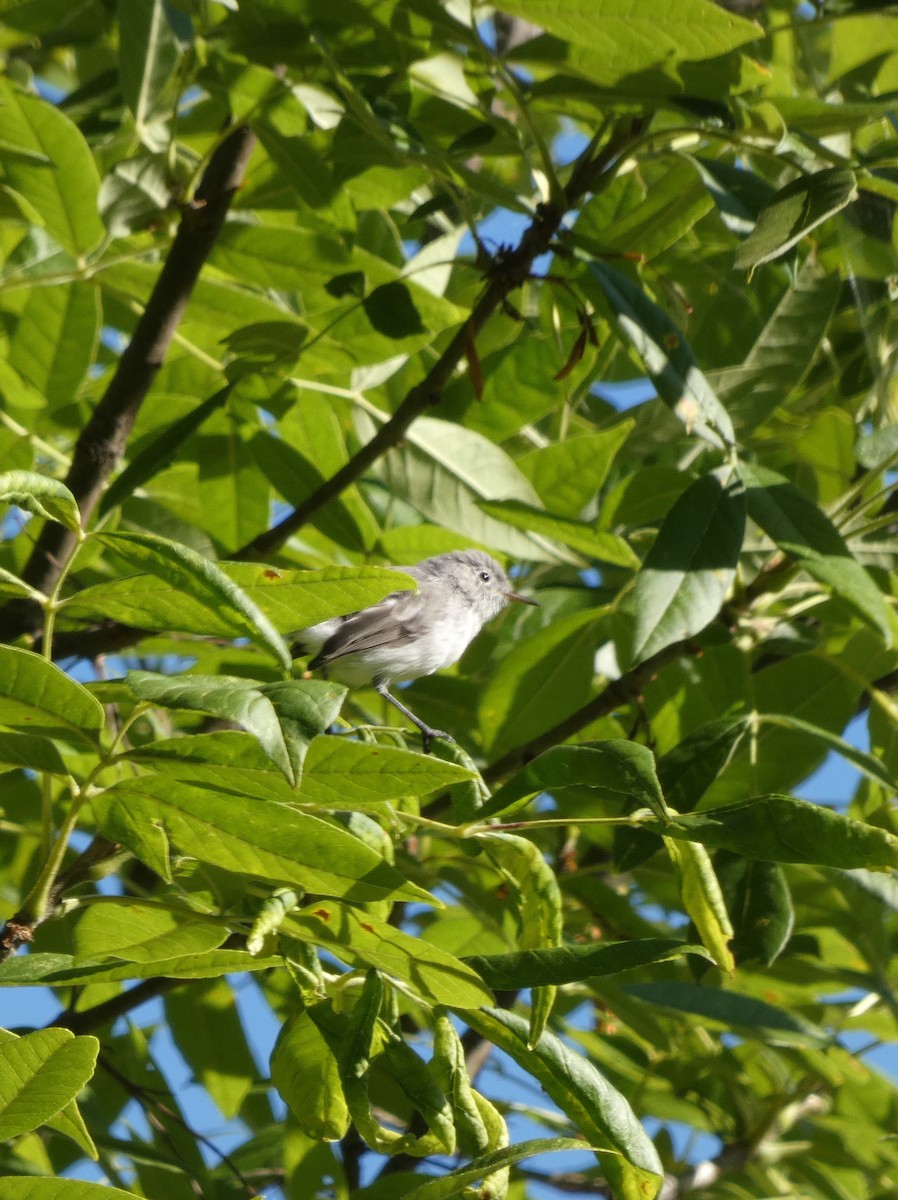 Blue-gray Gnatcatcher - ML639112562