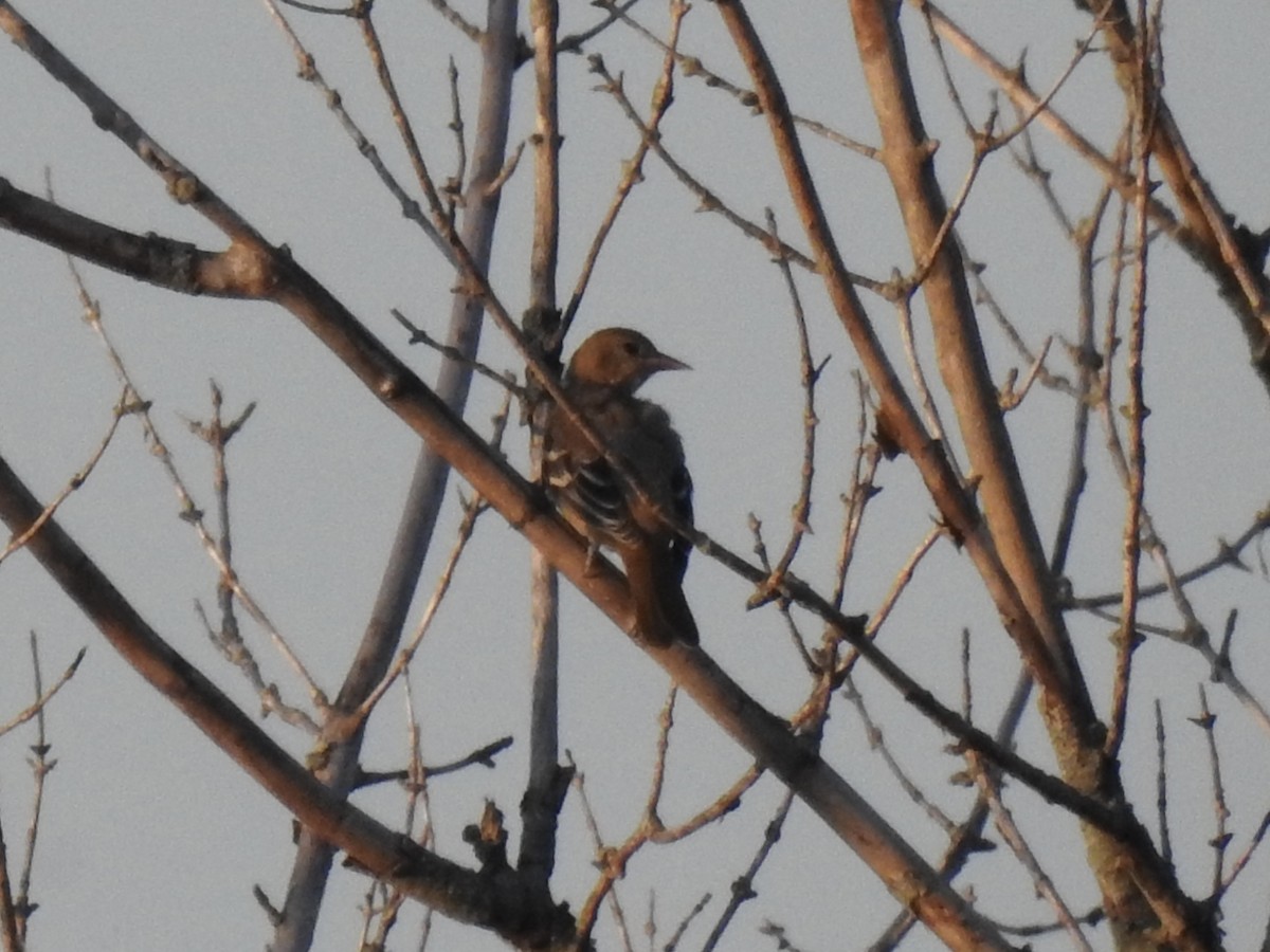 Baltimore Oriole - ML639112571