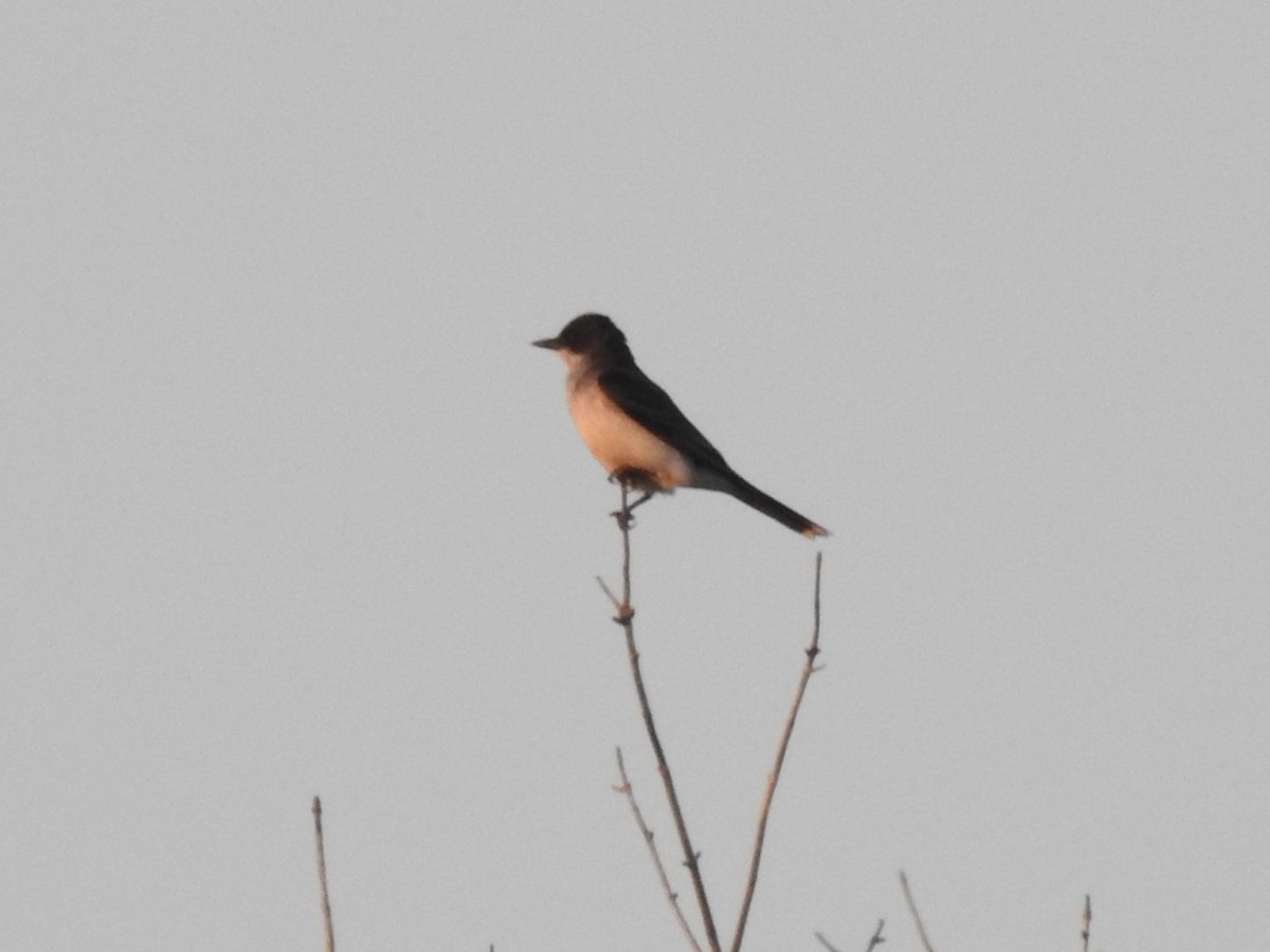 Eastern Kingbird - ML639112600