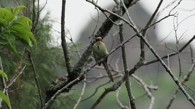 Braunscheitelmotmot - ML639112634