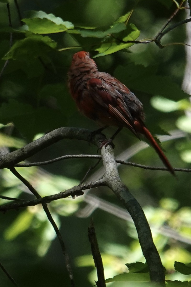 Northern Cardinal - ML639112643