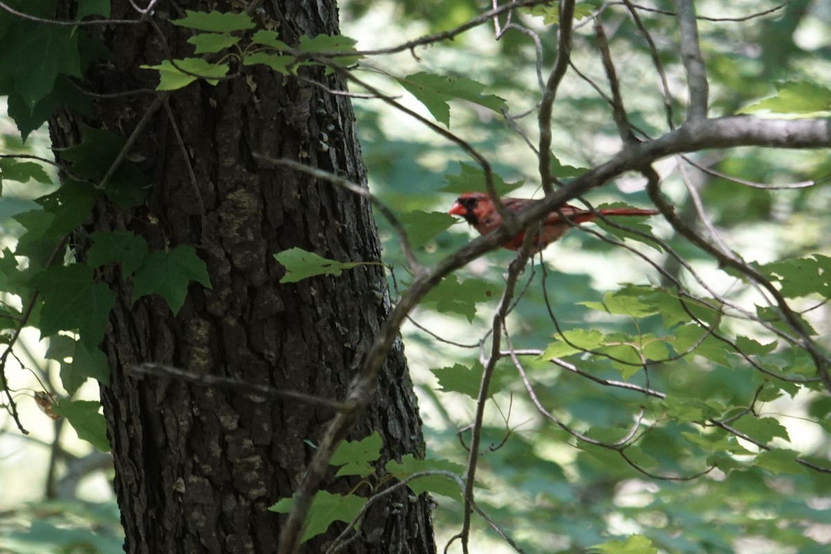 Northern Cardinal - ML639112656