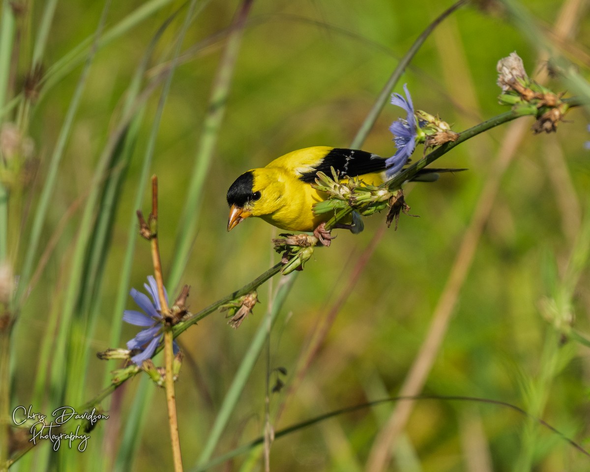 gulstillits - ML639112770