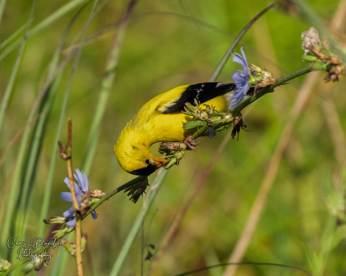 gulstillits - ML639112771