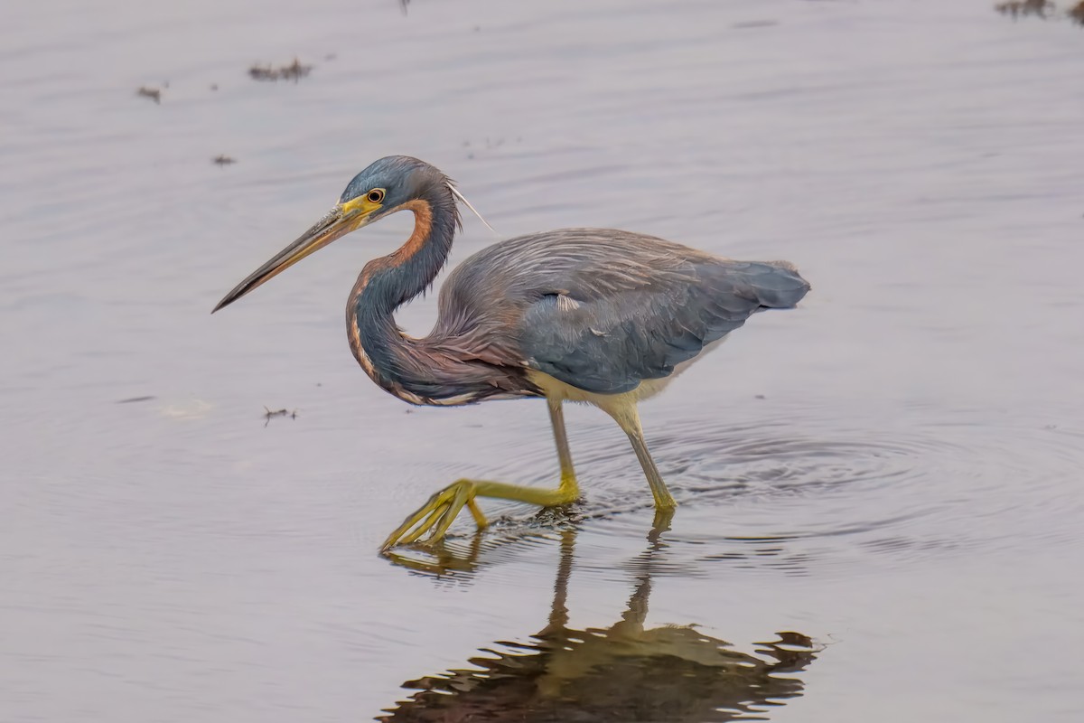 Tricolored Heron - ML639112797