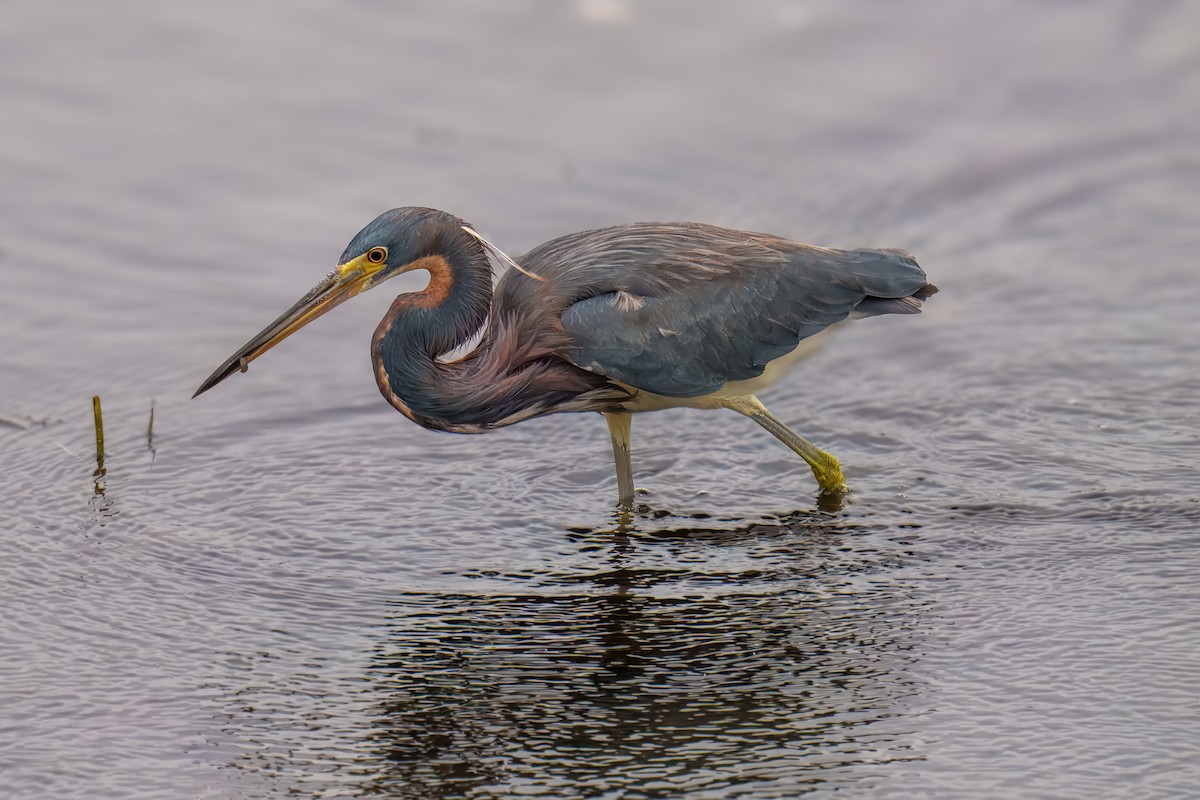 Tricolored Heron - ML639112798