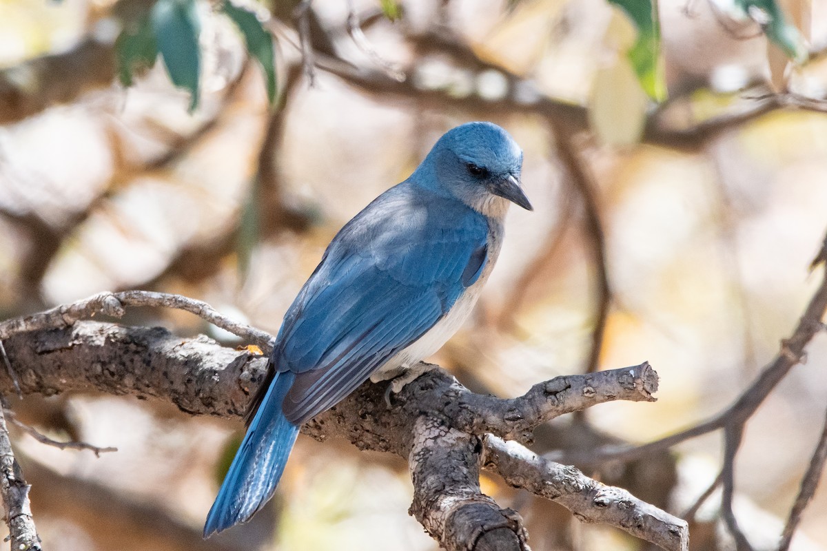 Mexican Jay (Arizona) - ML639112803