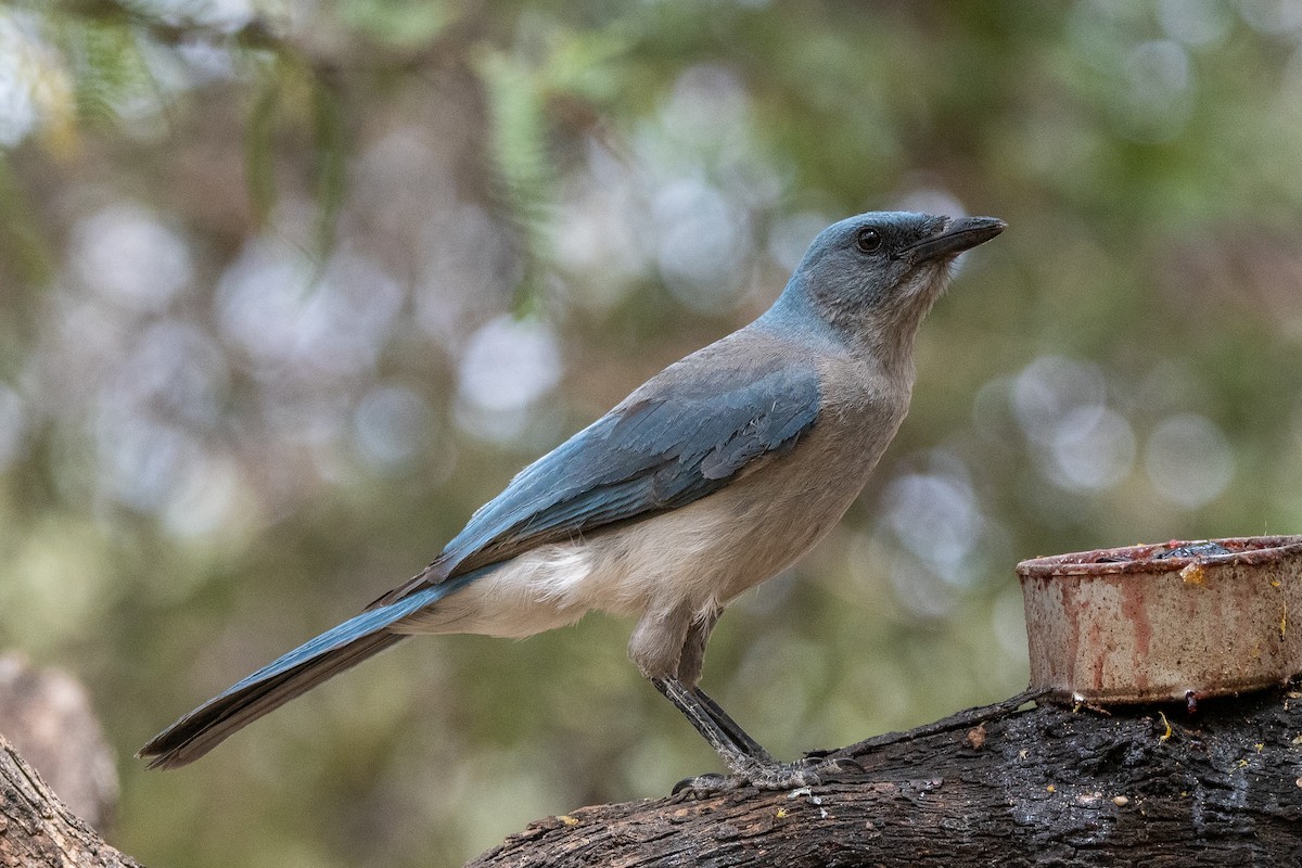 Mexican Jay (Arizona) - ML639112806