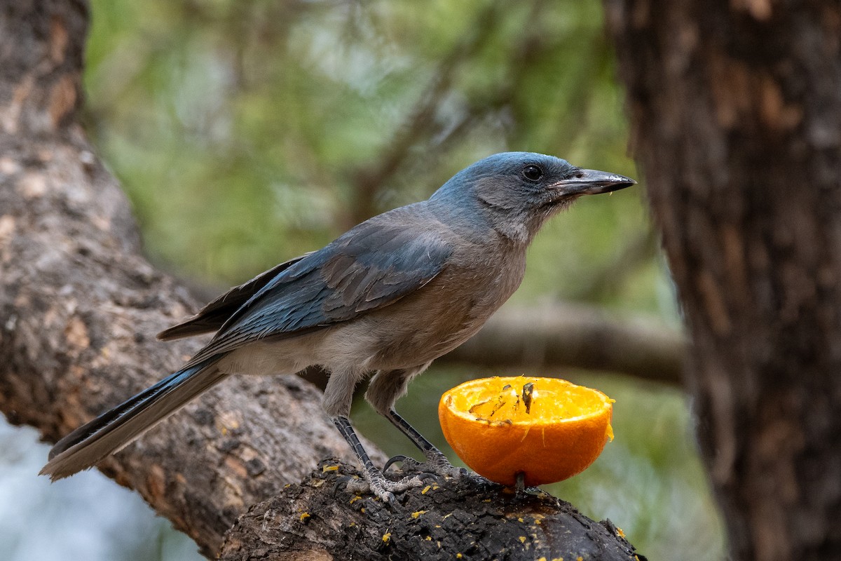 Mexican Jay (Arizona) - ML639112809