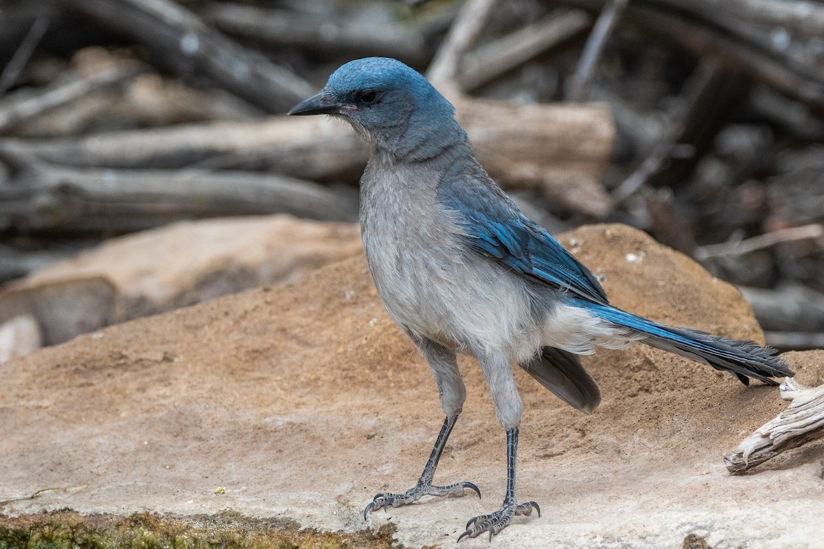 Mexican Jay (Arizona) - ML639112810