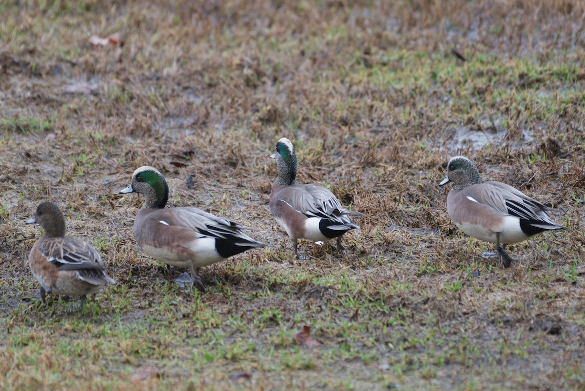 American Wigeon - ML639112892