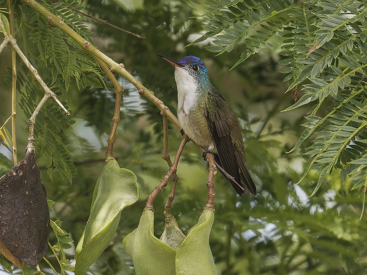 Azure-crowned Hummingbird - ML639113045