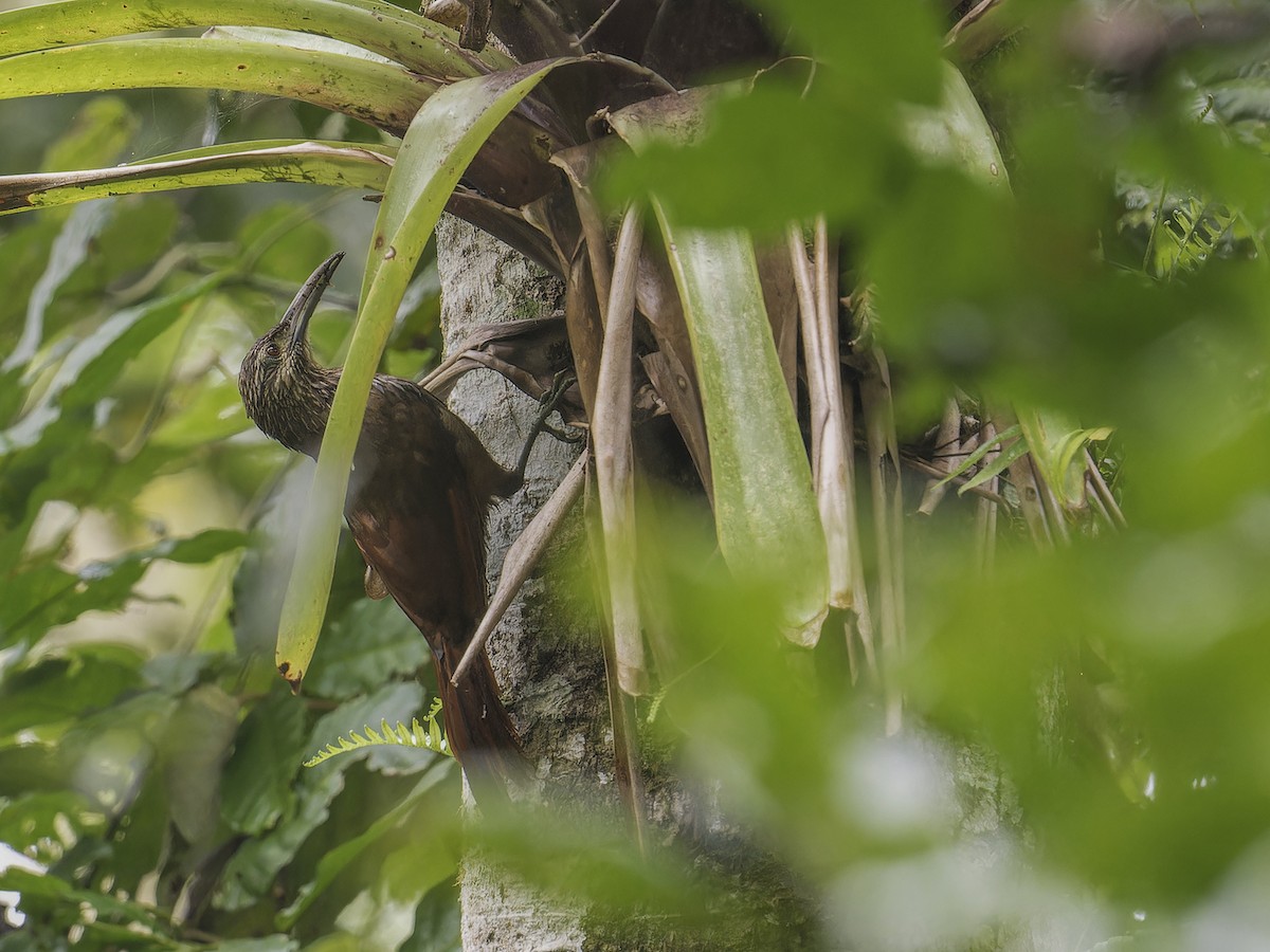 Strong-billed Woodcreeper - ML639113096