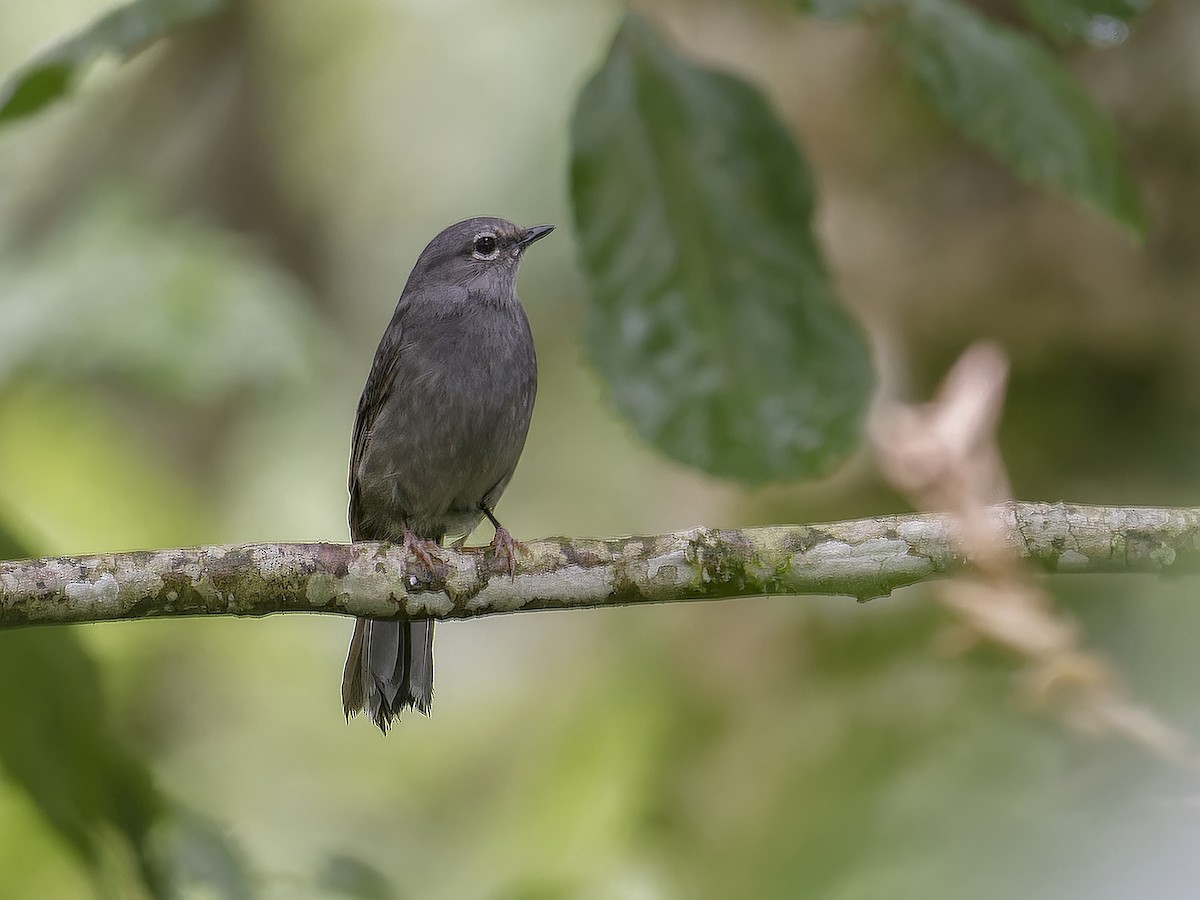 Slate-colored Solitaire - ML639113141