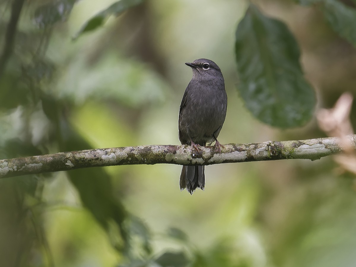 Slate-colored Solitaire - ML639113160