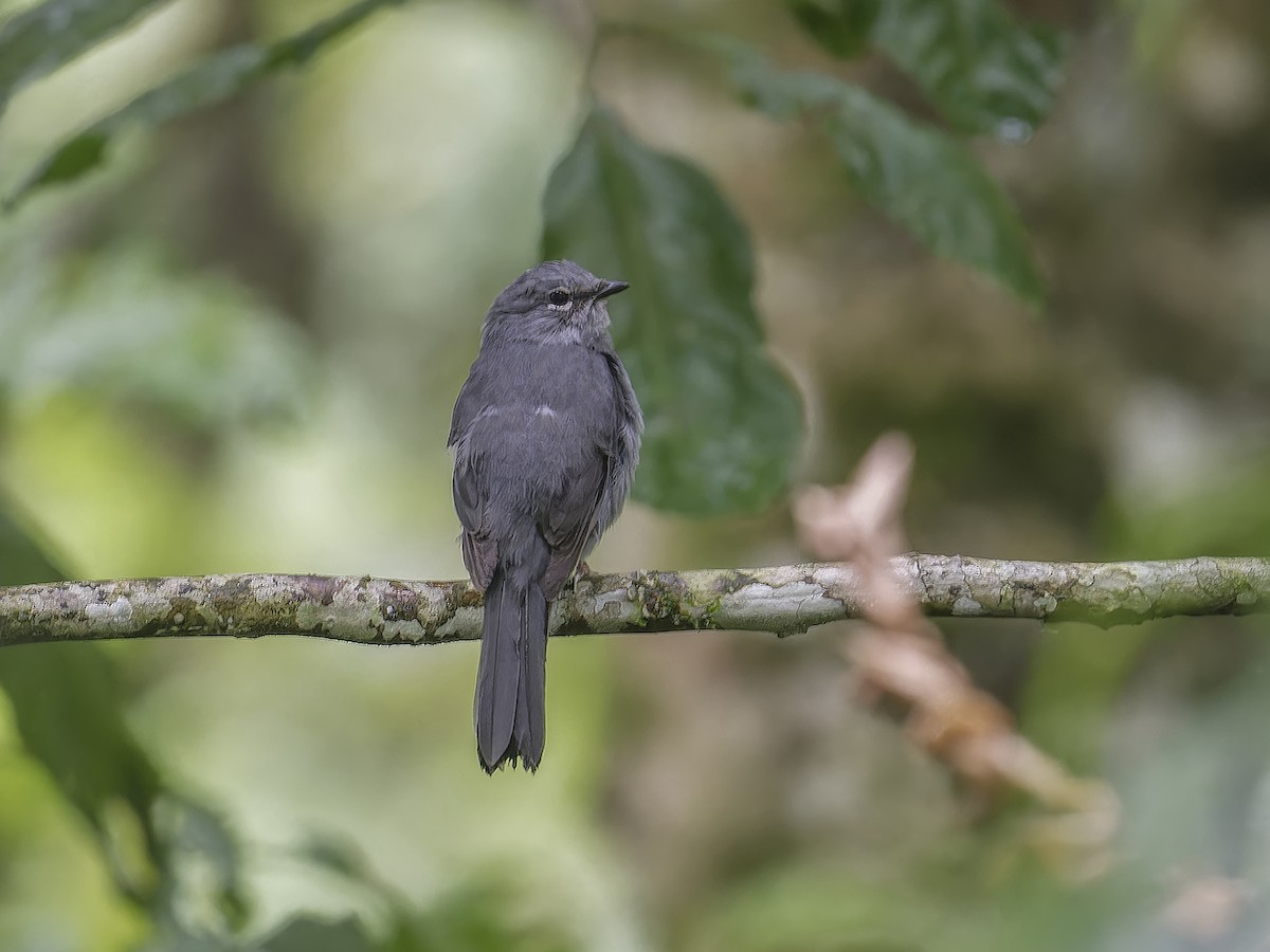 Slate-colored Solitaire - ML639113168