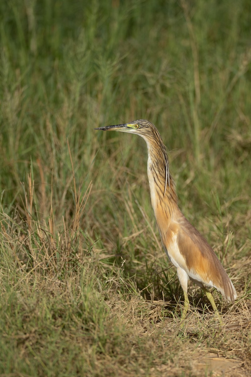 Squacco Heron - ML639113188