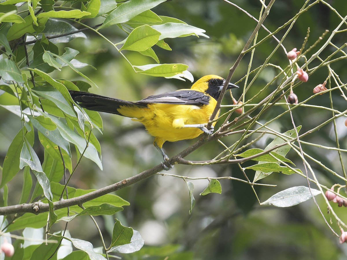 Yellow-backed Oriole - ML639113204
