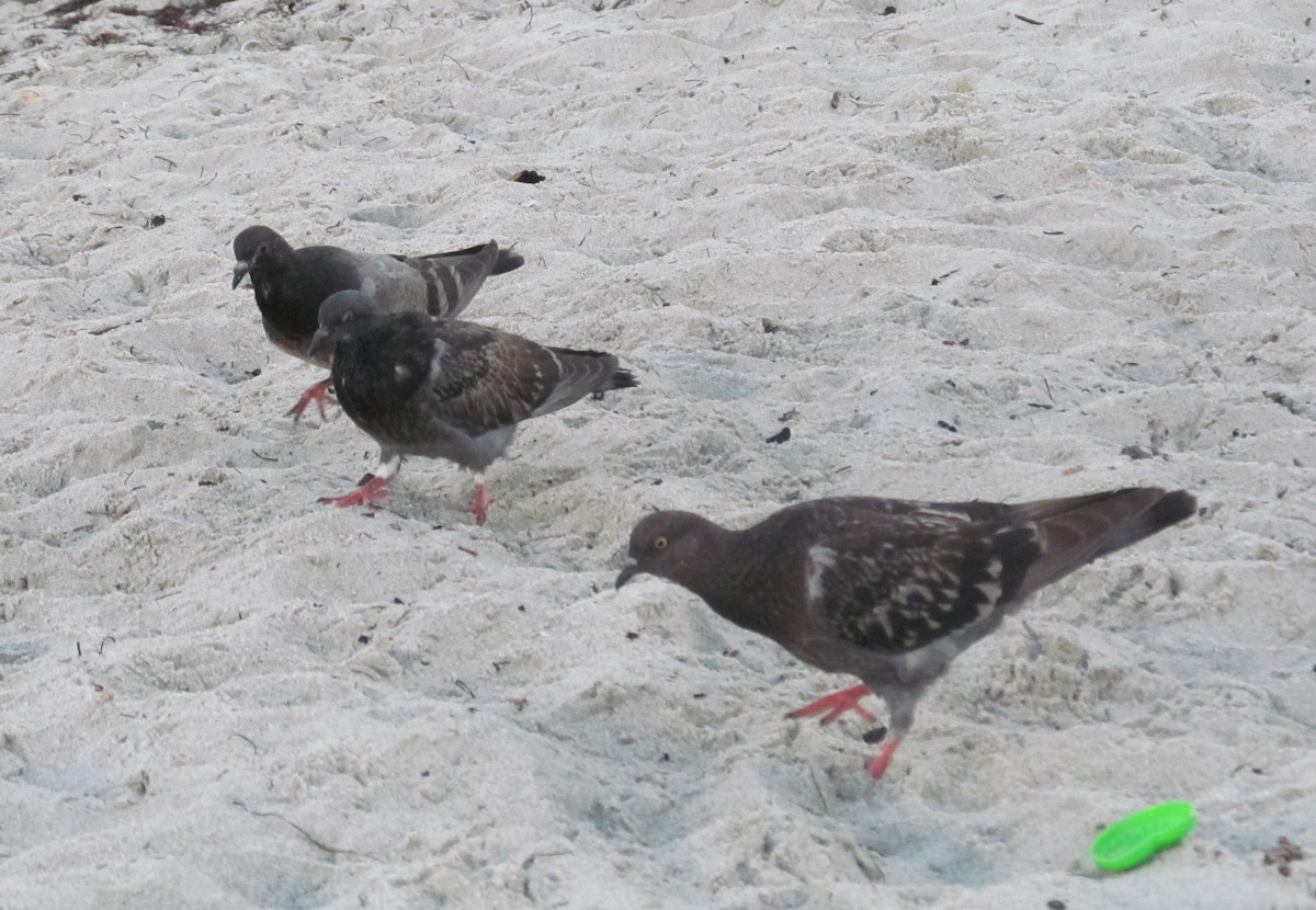 Rock Pigeon (Feral Pigeon) - ML63911321