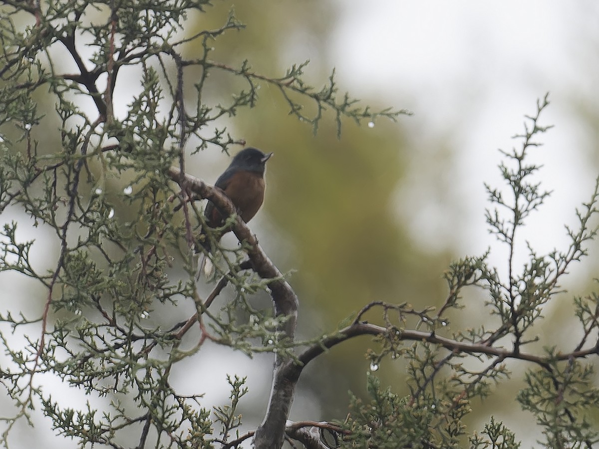 Cinnamon-bellied Flowerpiercer - ML639113268