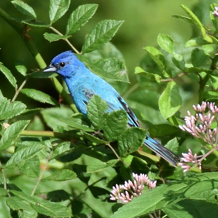 Indigo Bunting - ML639113281