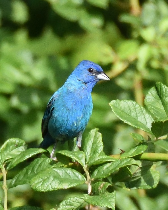 Indigo Bunting - ML639113304