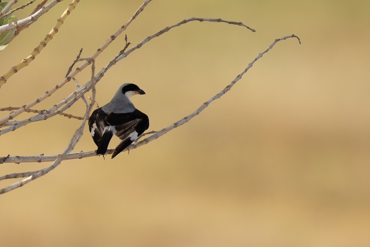 Lesser Gray Shrike - ML639113388
