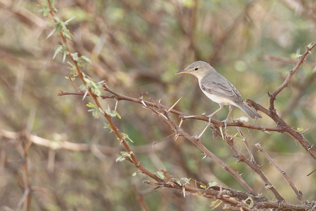 Eastern Olivaceous Warbler - ML639113461