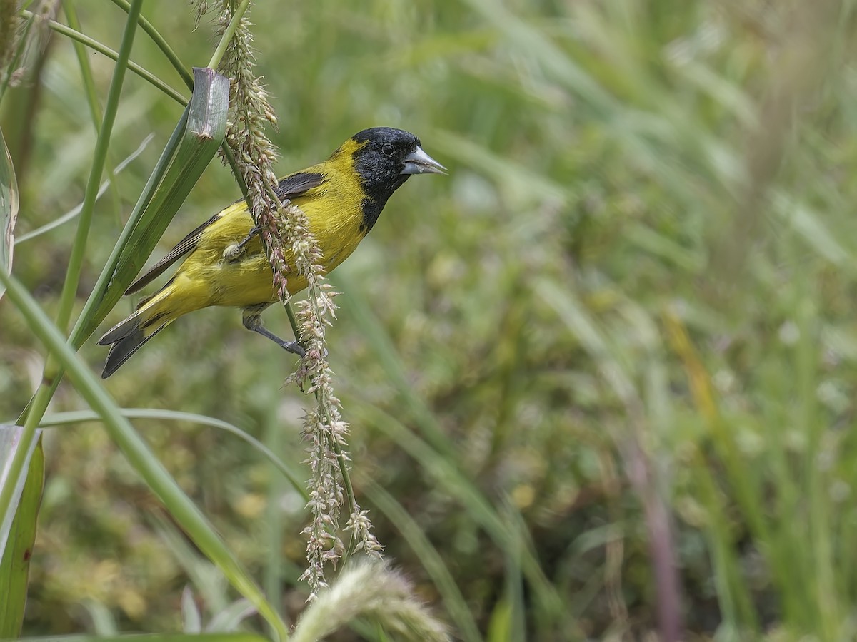 Black-headed Siskin - ML639113517