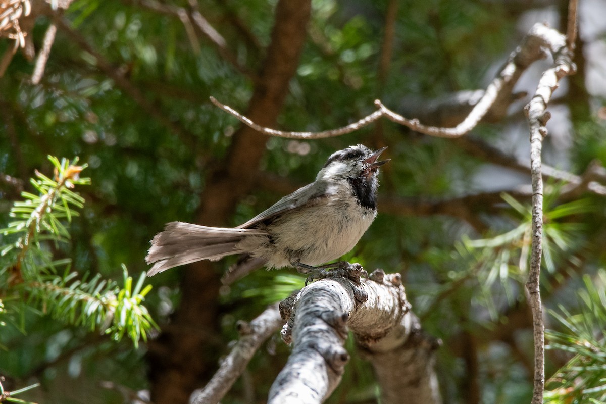 Mountain Chickadee - ML639113571