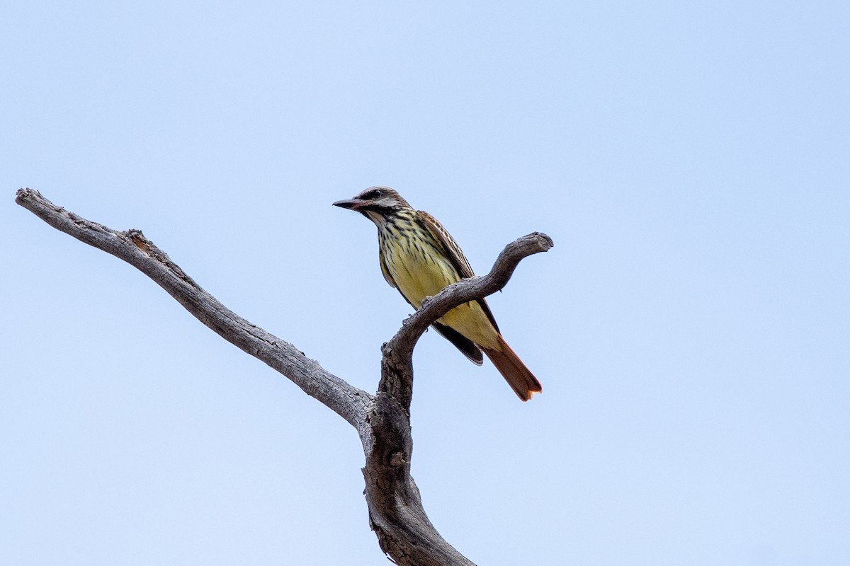 Sulphur-bellied Flycatcher - ML639113600