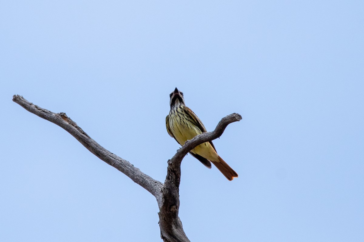 Sulphur-bellied Flycatcher - ML639113601