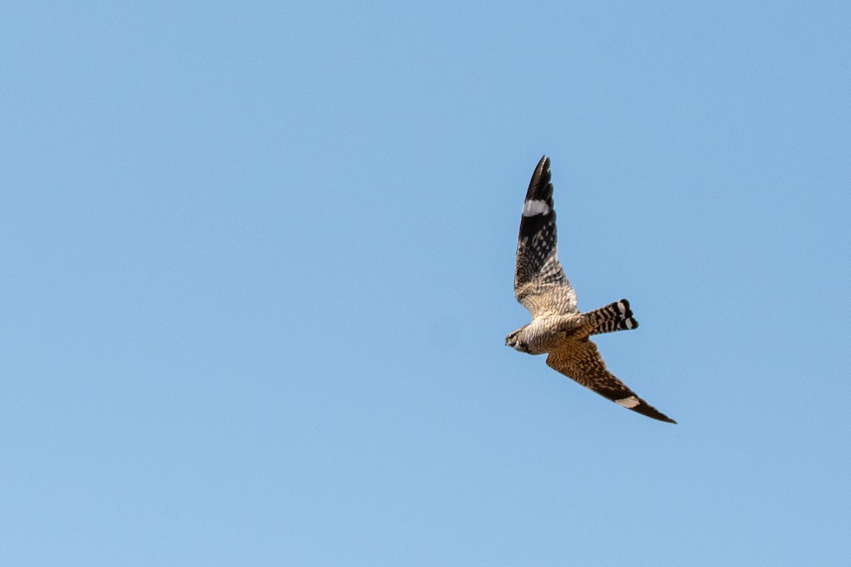 Lesser Nighthawk - ML639113648