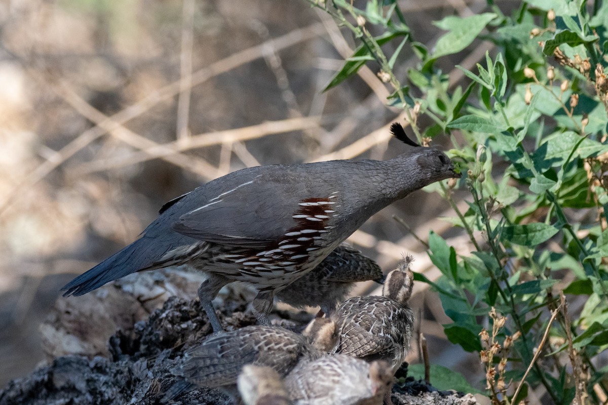 Gambel's Quail - ML639113671