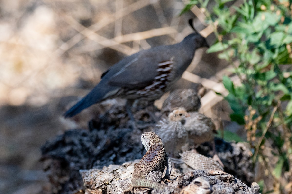 Gambel's Quail - ML639113674