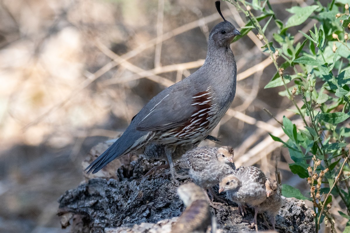 Gambel's Quail - ML639113675