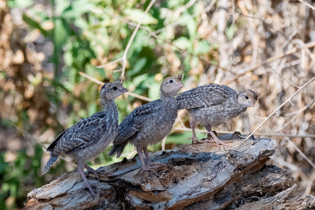 Gambel's Quail - ML639113676