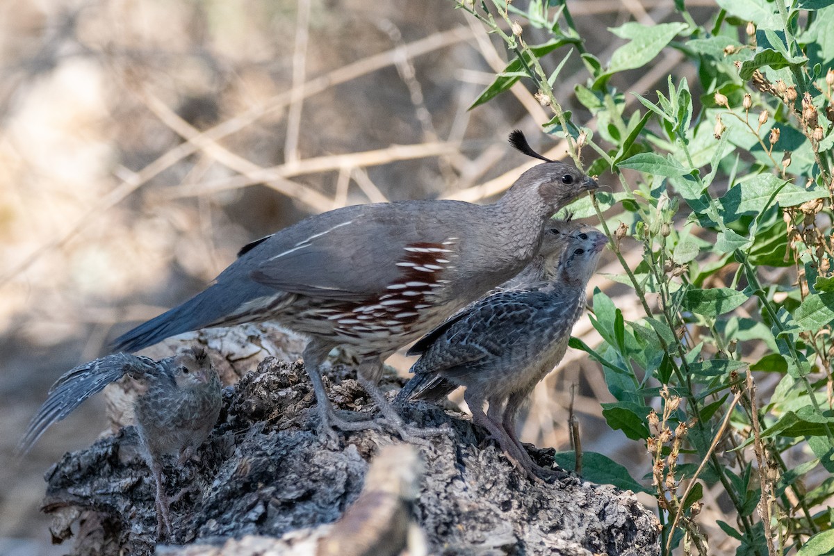 Gambel's Quail - ML639113677