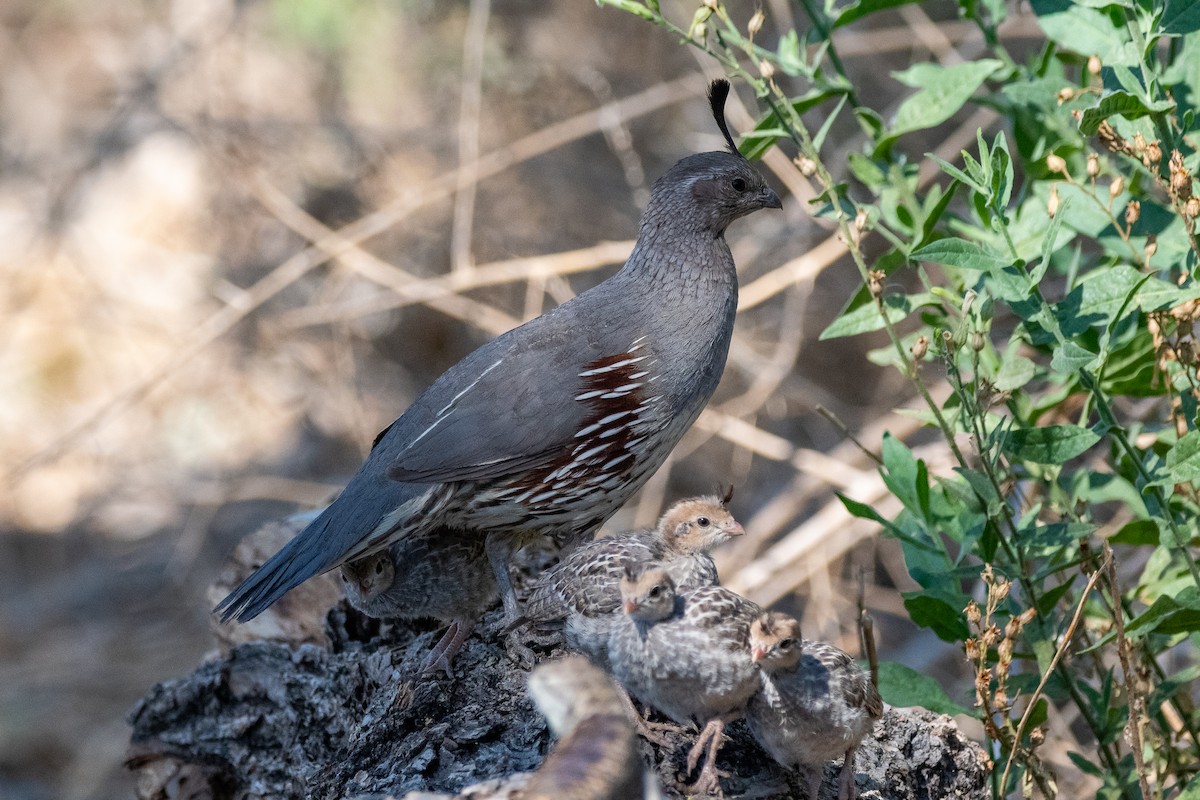 Gambel's Quail - ML639113678